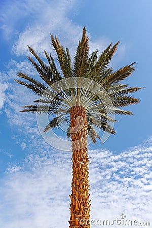 Plantation of Phoenix dactylifera, commonly known asÂ dateÂ orÂ date palm trees in Arava and Negev desert, Israel, cultivation Stock Photo